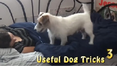 Useful Dog Tricks