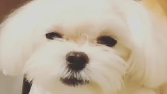 泰妍INS