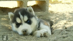 Husky Puppy Stuck In Hole