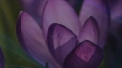 The Color Of Spring