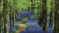 Piano In The Forest