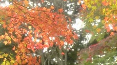 瀛枫挽歌之从沉默中走来
