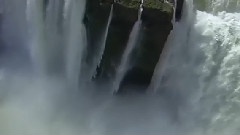 The Wild Life In Brazil
