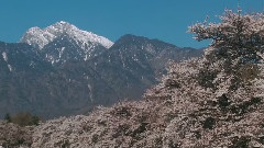风中的樱花