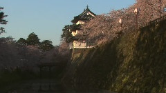 樱花春芳菲