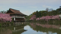 樱花琴韵