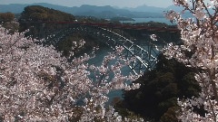 樱花晨曦