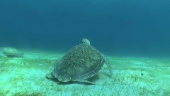 Hot Kate Walsh Swims With Sea Turtles