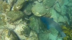 Domain Of The Blue Groper