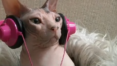 Q版猫咪江南风
