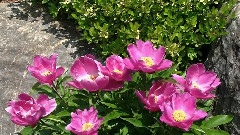 Waltz No.7 In C Sharp Minor,Op.64 No.2