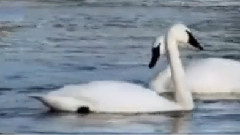 Unchained Melody