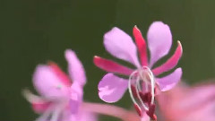 慢镜头