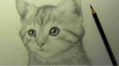 Kitten