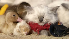 Cute Kittens Playing In Mexico