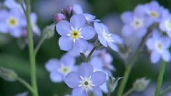 A Rainbow Of Flowers