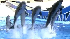 海洋世界Seaworld