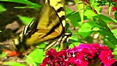 Nature Unleashed