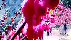 溪源大峡谷碧桃园游记