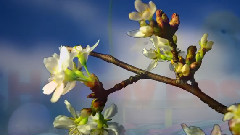 Happy Easter Everyone! Paste Fericit Tuturor!