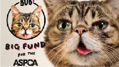 An Extremely Close Look At BUB