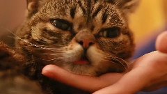 Bub Dreams