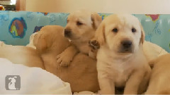 Yellow Lab Puppies And Their Adorable Mommy