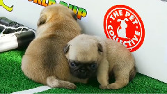 Pug Puppies VS Bichon Frise