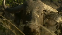 The Lion Vs Bison