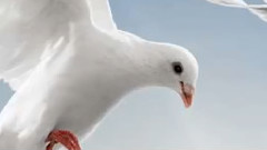 Una Paloma Blanca