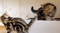 Сладки котенца