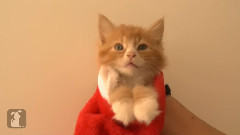 A Christmas Stocking Full Of Kittens