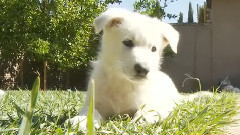 German Shepherd Puppy VS Big Rope