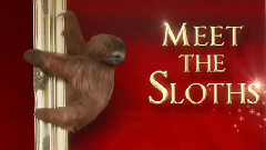 Meet The Sloths