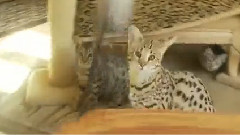 Ocicat Kittens Jump Around