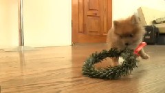 Christmas Wreath On A Pomeranian Puppy