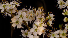 Moonlight Flower