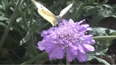 Bees, Butterflies And Flowers In My Garden