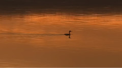 疏雨夕阳中