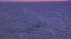 海上夕阳共潮生