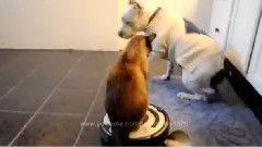 Кот на пылесосе гоняет собаку