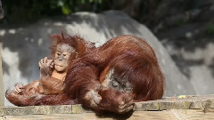 A Warm Winter's Day For Orangutan Relaxing