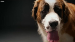 Why Do Dogs Bark