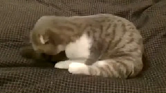 Най-забавното коте
