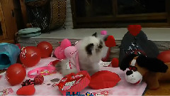 Коте празнува СВ