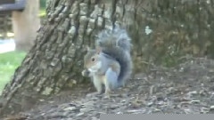 Adorable Baby Squirrels At The Park