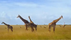 African Cats