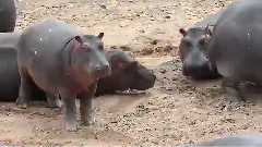 African Animal Blitz