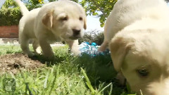 Lab Puppies Living The Dream With Ribbons