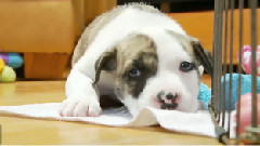 Watch The Cutest Pit Bull Puppy Fall Asleep